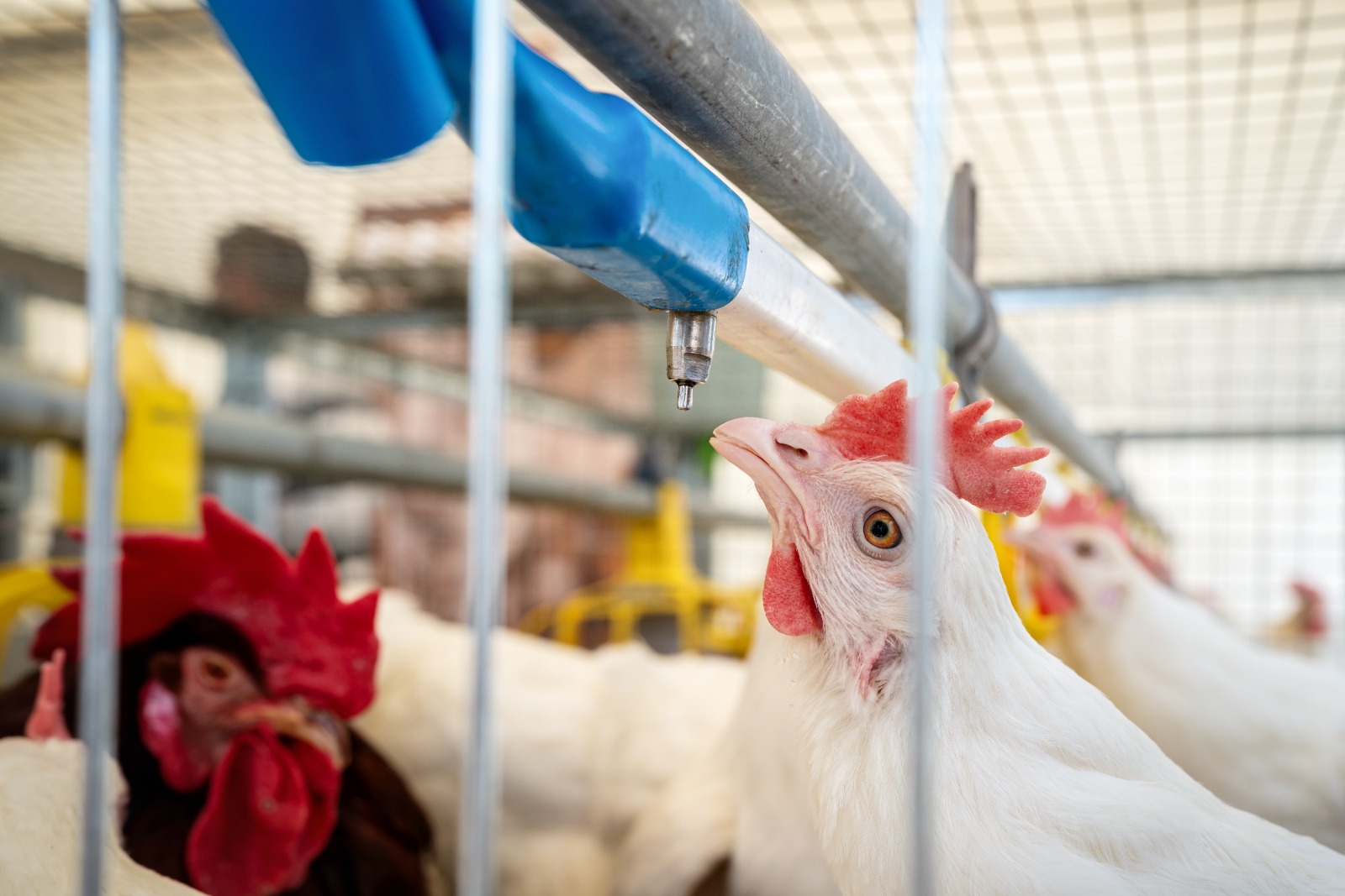 PoultryShield Series veterinary hygiene product packaging